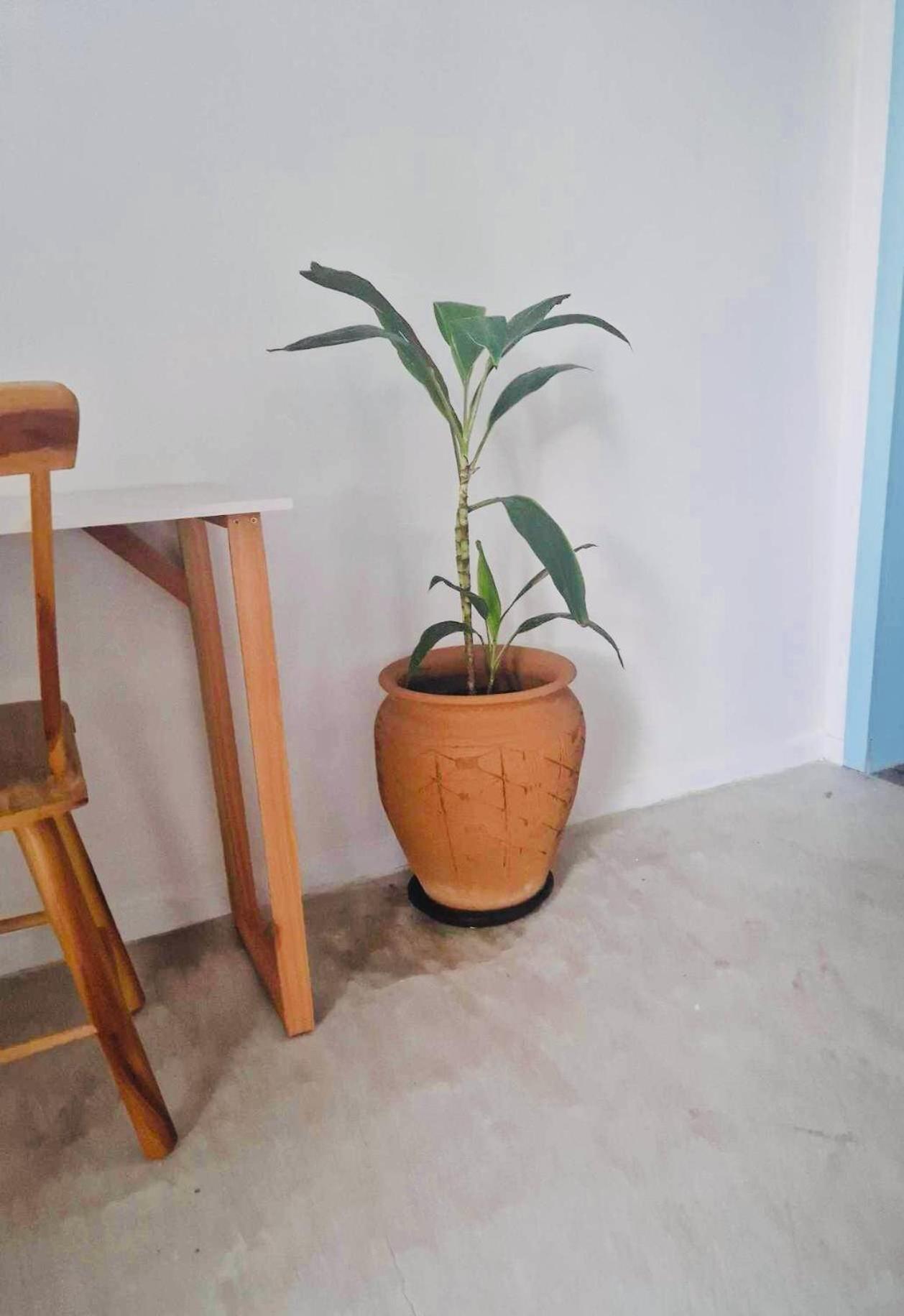 Villa Parazinho パラクル エクステリア 写真